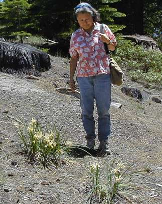 Iris hartwegii growing in decomposed granite 