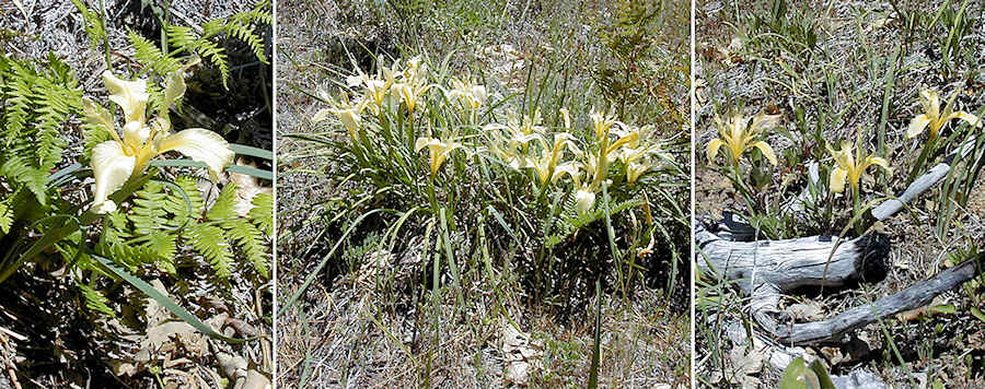 Iris fernaldii, Bartlett Mountain, Lake county, CA