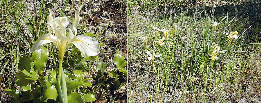 Iris fernaldii, Blue Lake, Mendocino county, CA