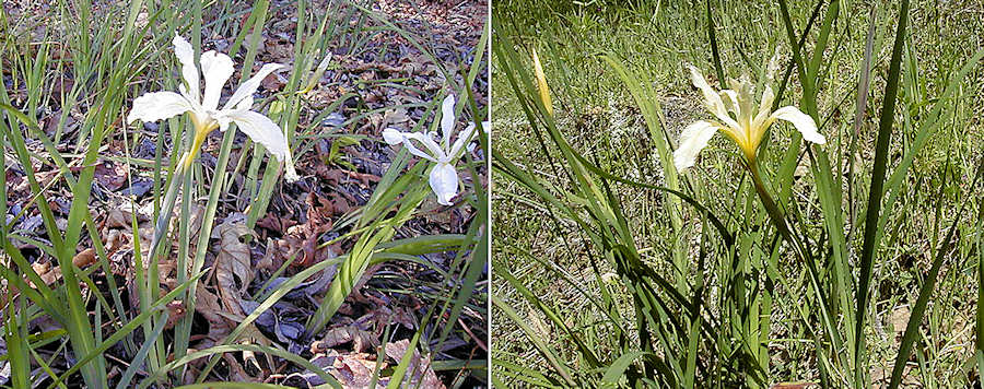 Fernald's iris, Jack London State Park, Sonoma oounty, CA