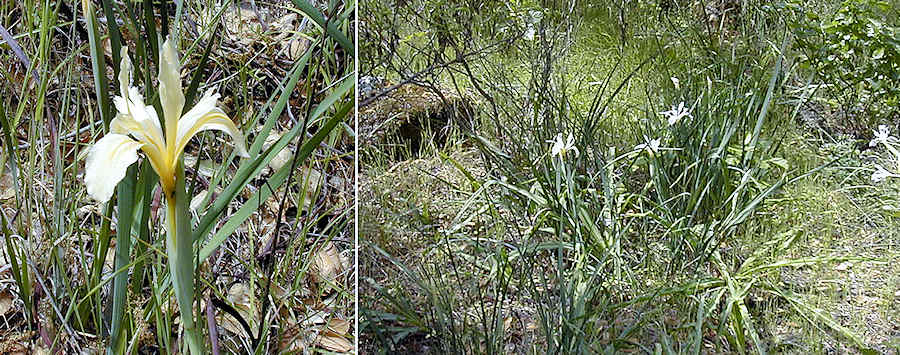 Iris fernaldii, Rockville County Park, Solano county, CA