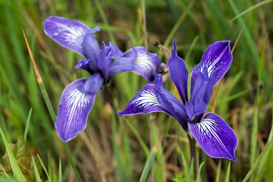 Iris macrosiphon from Azalea Hill, Fairfax