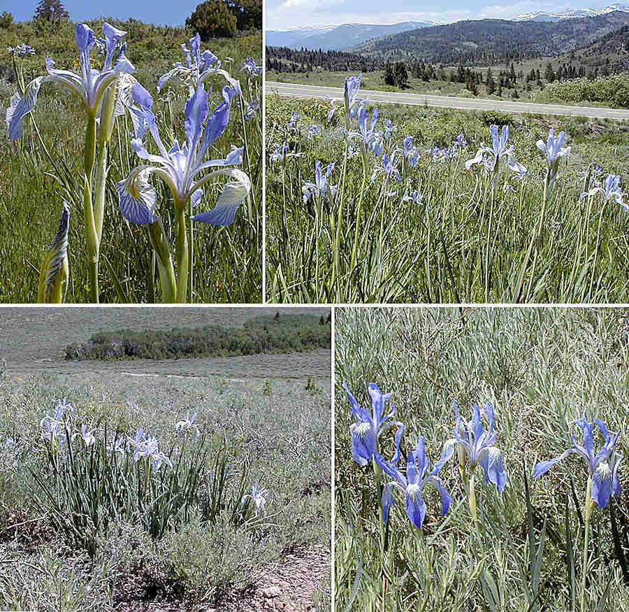 Iris missouriensis growing on Monitor Pass, eastern Sierra Navadas.