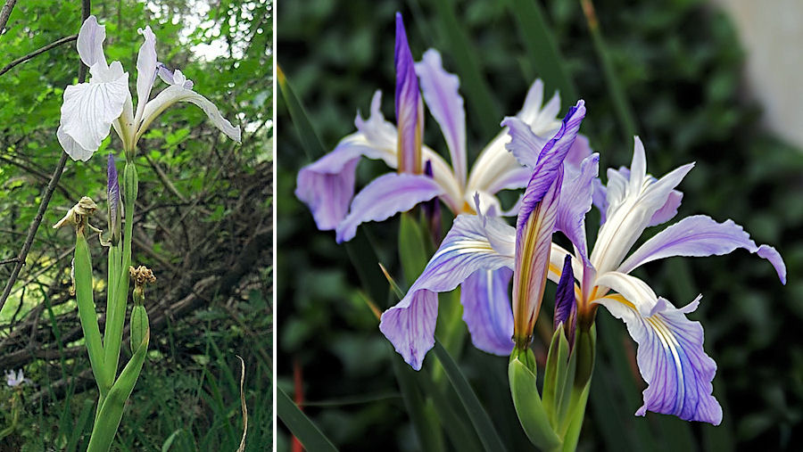 Munz's iris often have several flowers on one stem