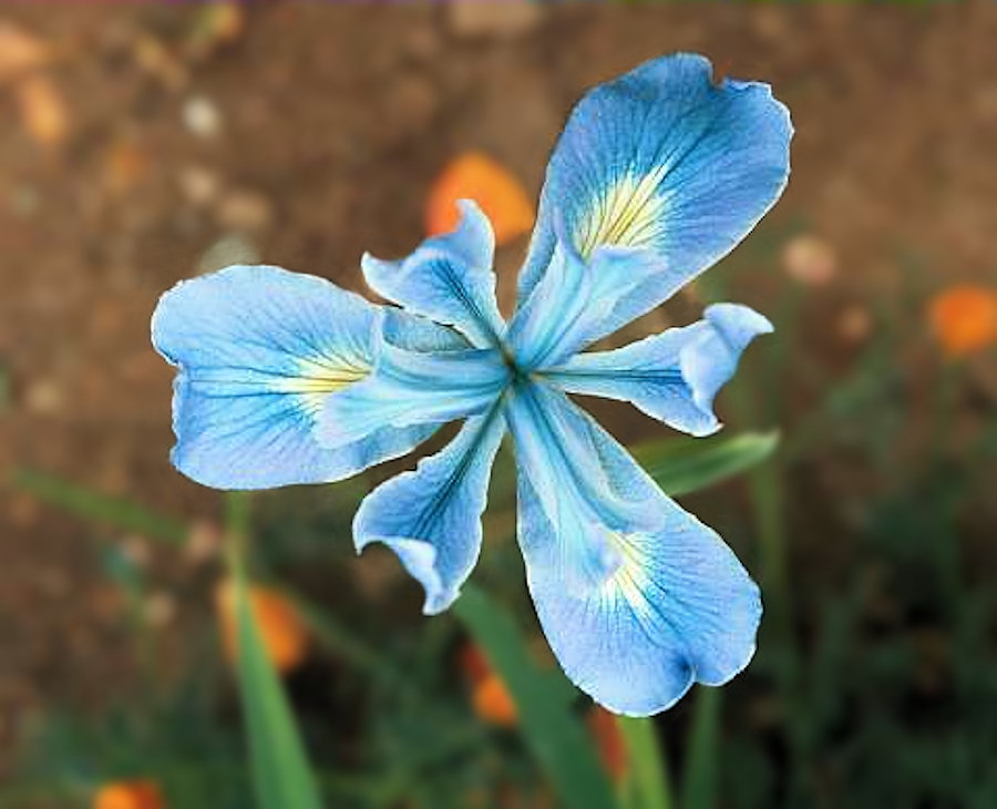 Sierra Sapphire, derived from pure Iris munzii.