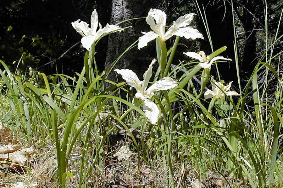 Purdy's iris along Old Skaggs Spring Road