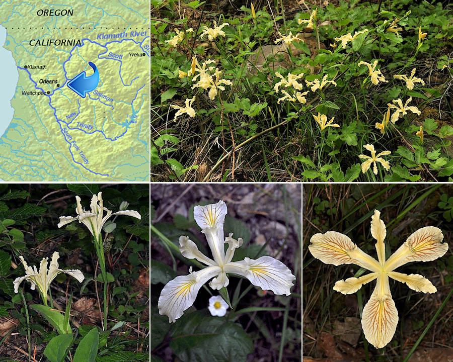 Orleans Iris, I. tenax klamathensis by Ron Parsons