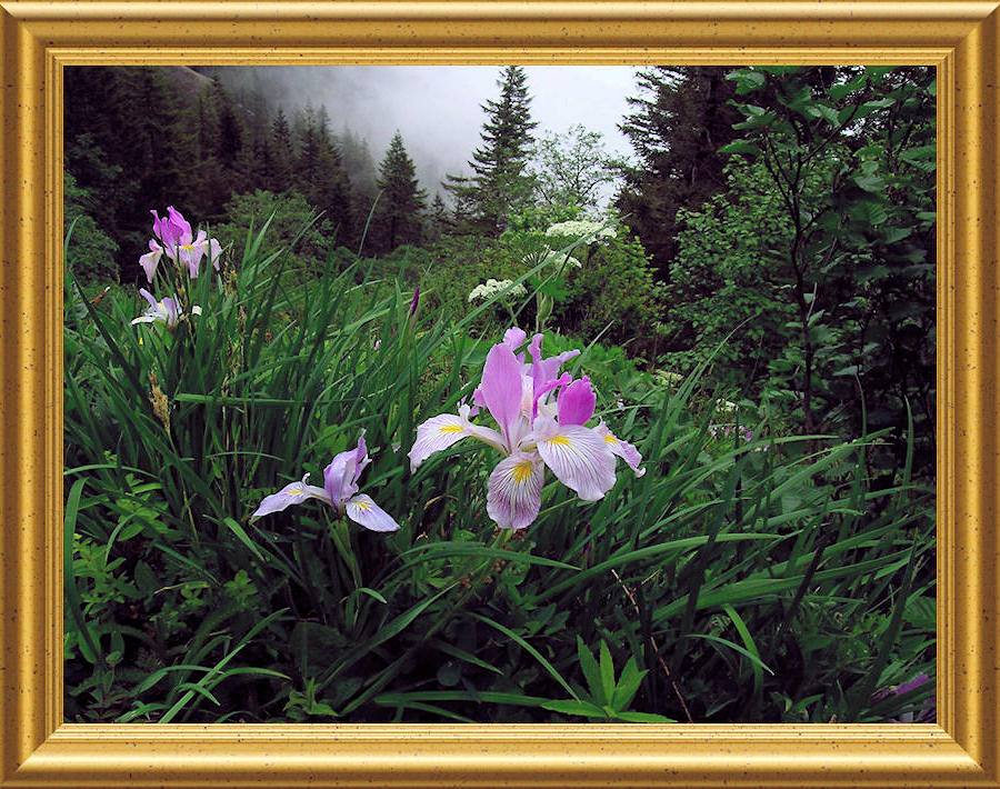 Oregon Iris on a Saddle Mountain hillside