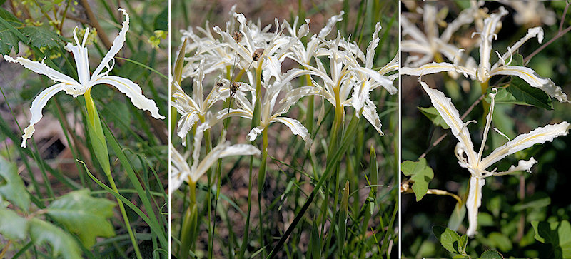 Iris tenuissima at Lake Shasta
