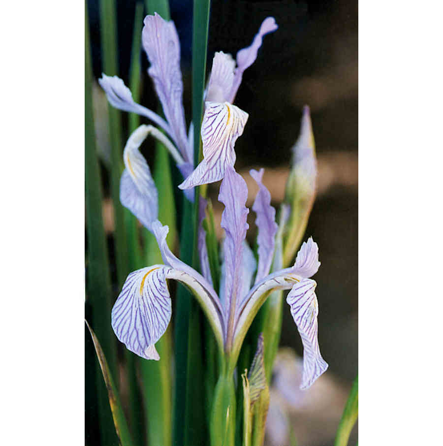 Iris missouriensis growing on Monitor Pass, eastern Sierra Navadas.