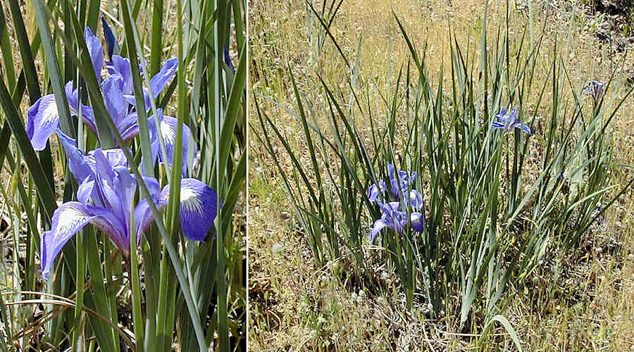 Bowl tube iris in Cache Creek Wilderness area