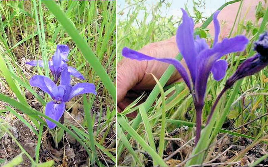Bowl tube iris on the west side of Mount Hamilton