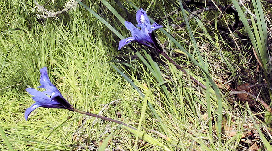 Bowl tube iris in Helen Puntam Park, Petaluma