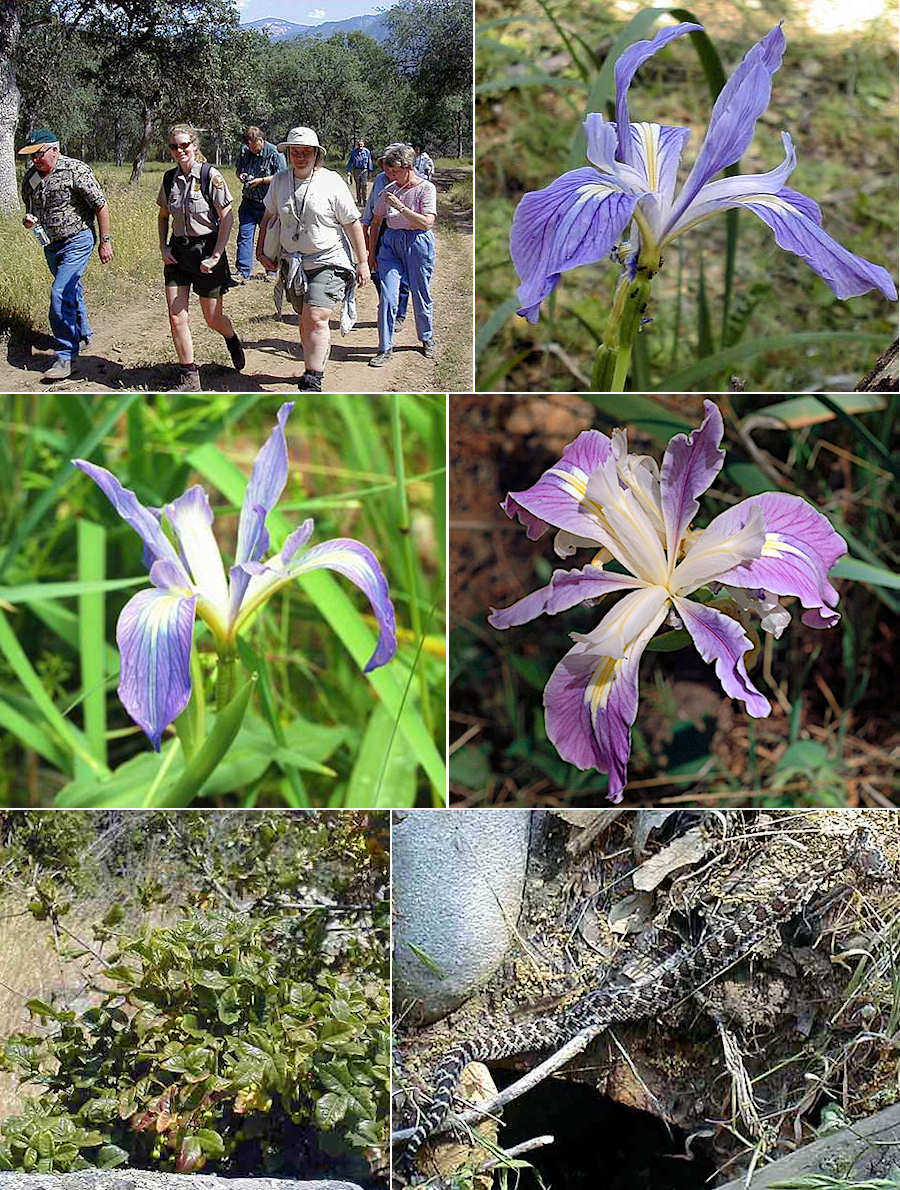 2004 expedition to see Munz's iris