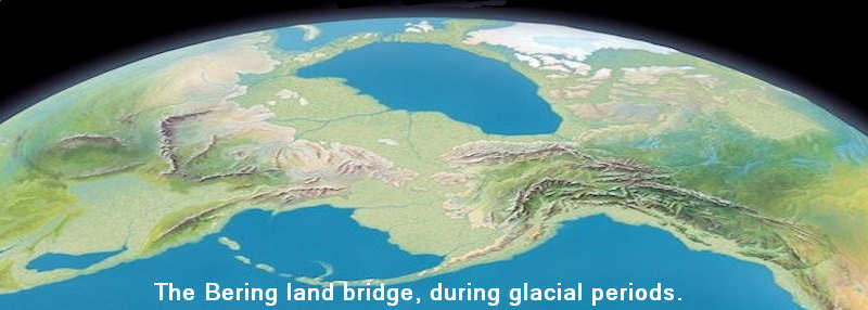 lowered seas exposed the Bering land bridge