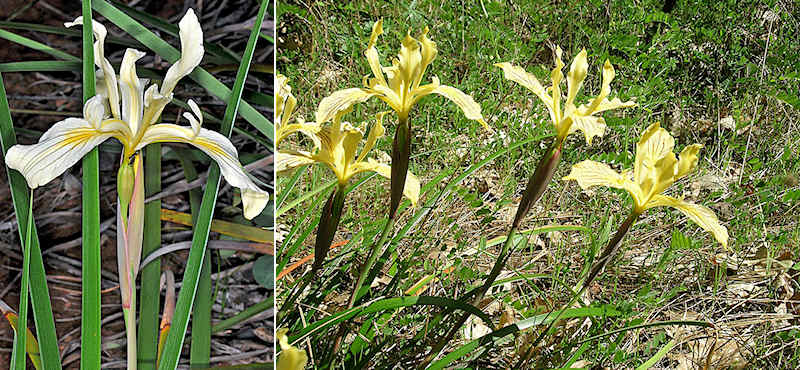 Iris bracteata flower and setting