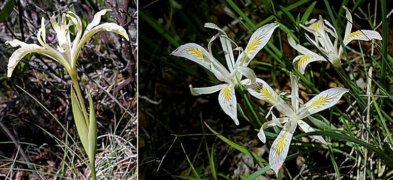 Iris chrysophylla flower and plant