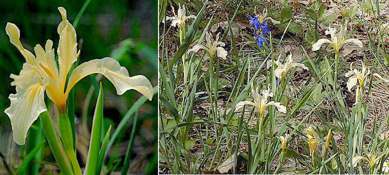 Iris hartwegii flower and plants