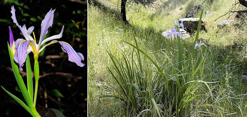 Iris munzii flower and plant