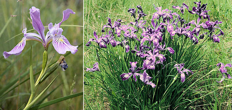 Iris tenax flower and plant