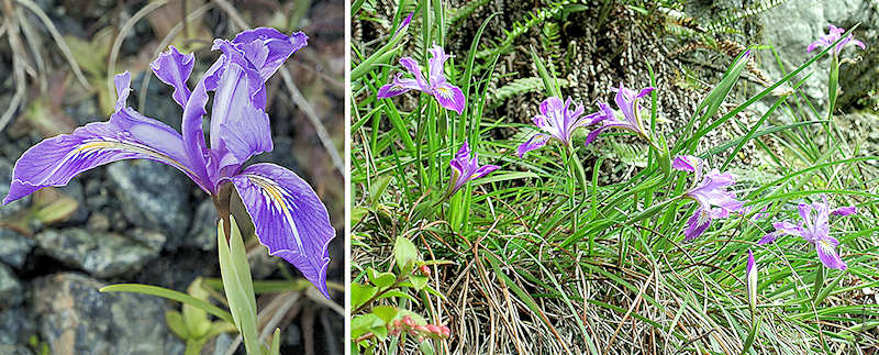 Thompson's iris flower and clump