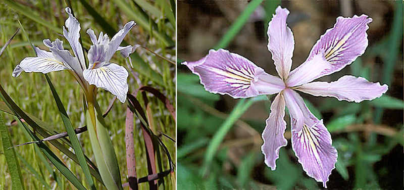 Iris macrosiphon hybrids