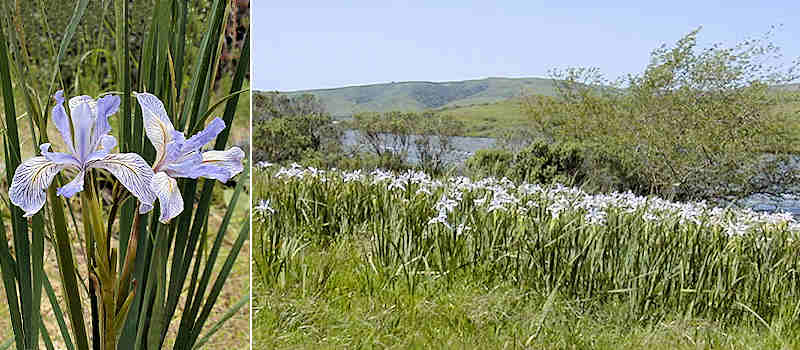 Iris longipetala at Nicasio Reservoir