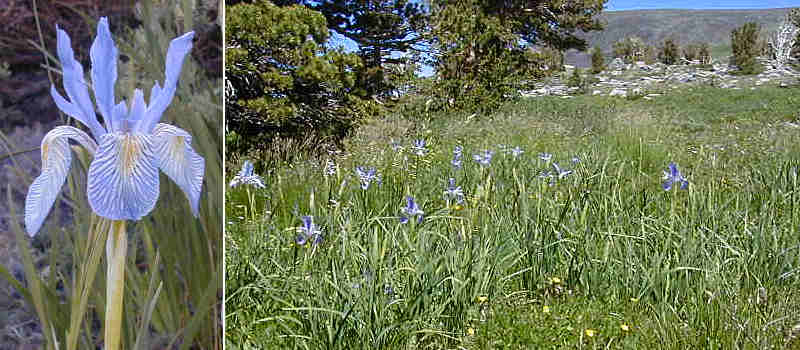 Iris missouriensis at Carson Pass