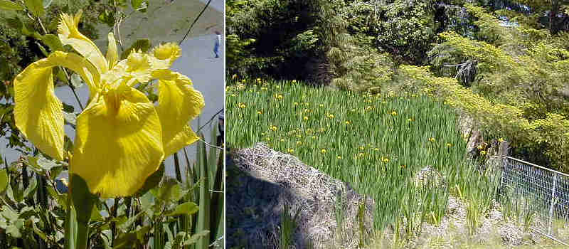 Iris pseudacorus along Kings Ridge Road