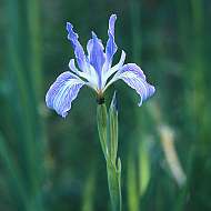 Iris munzii at Bear Creek