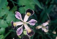 I.innominata hybrid at the Pacific Rim Native Plants Nursery