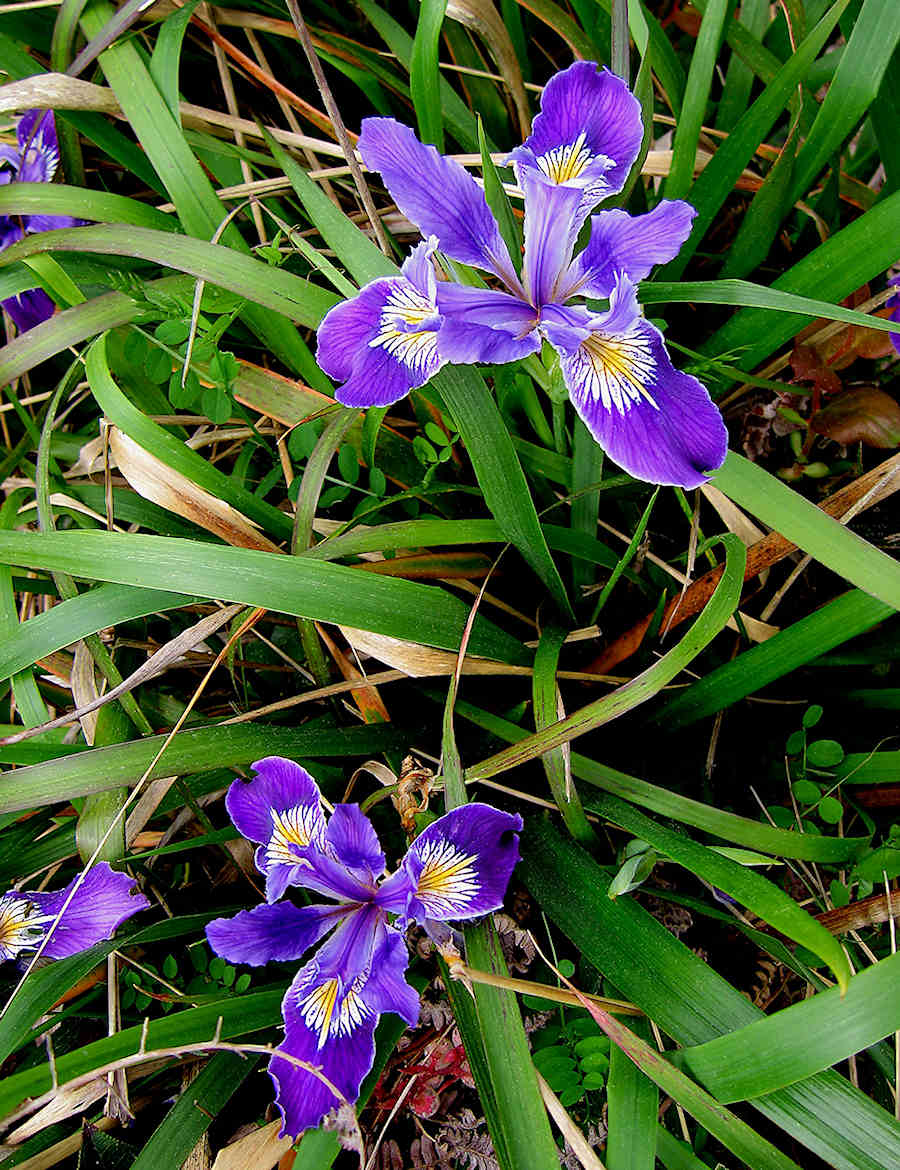 Douglas Iris in Port Orford, Oregon