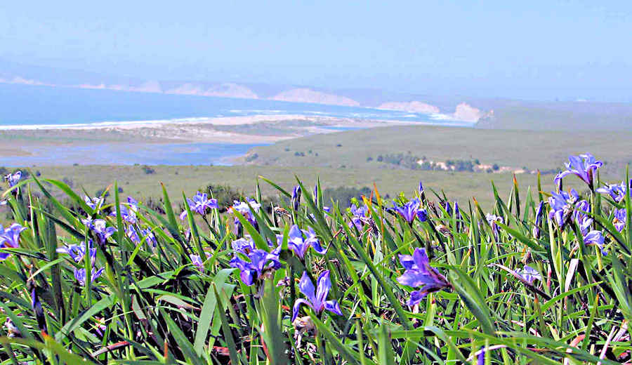 Douglas iris overlook Drakes Cove, PRNS