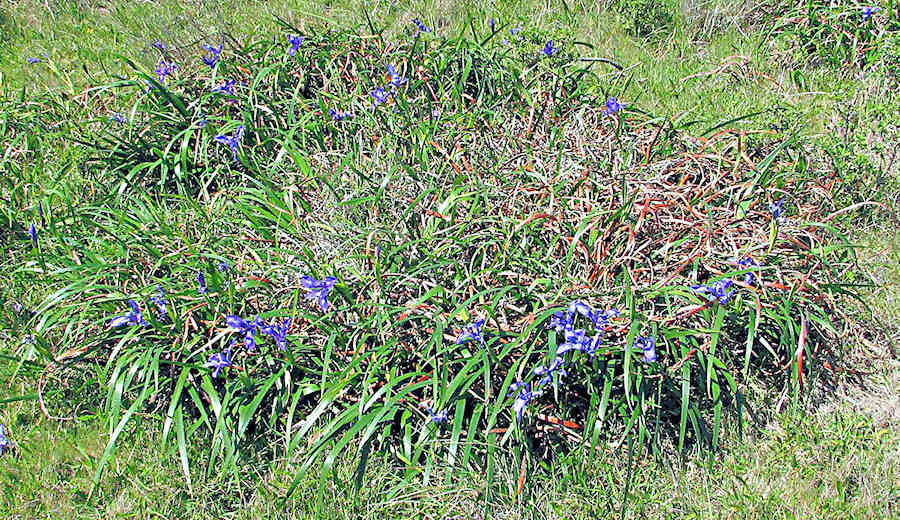 A "fairy ring" expanding iris clump