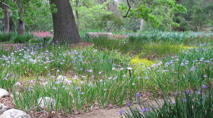 Iris on an undeveloped San Francisco hillside.