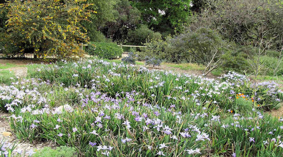 Iris on an undeveloped San Francisco hillside.