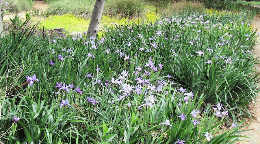 Iris on an undeveloped San Francisco hillside.