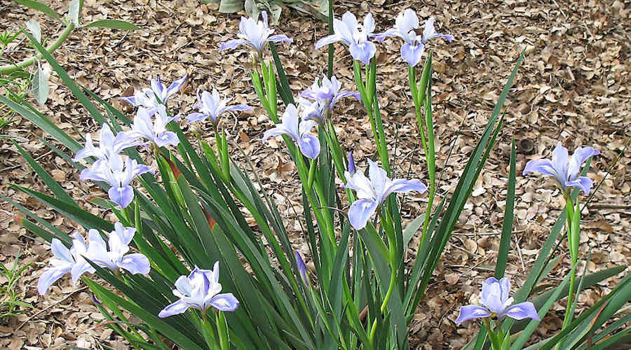 Iris on an undeveloped San Francisco hillside.