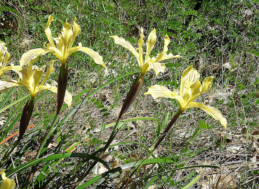 Cave Junction Iris bracteata