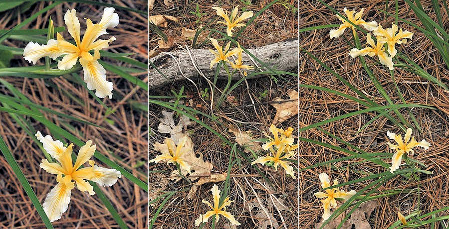 Tuolumne iris, I. hartwegii columbiana by Ron Parsons