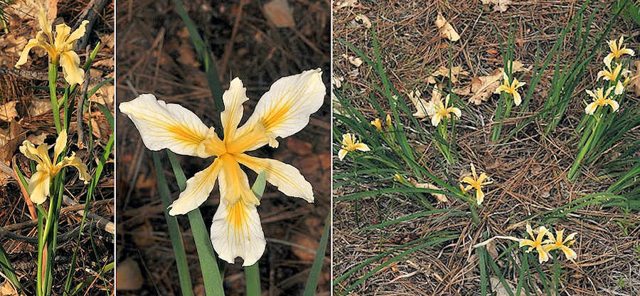 Tuolumne iris, I. hartwegii columbiana by Ron Parsons