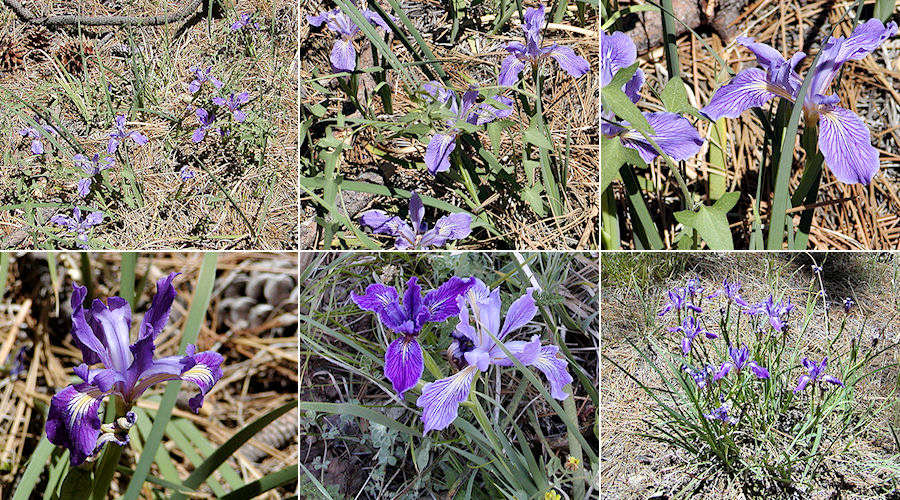 Iris hartwegii australis at Barton Flats, 2006