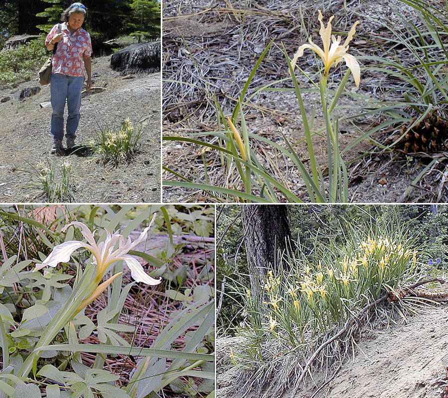 Sierra iris, I. hartwegii in the central Sierras