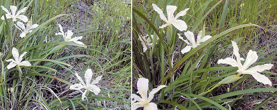 Purdy's iris beside Stewards Point Road