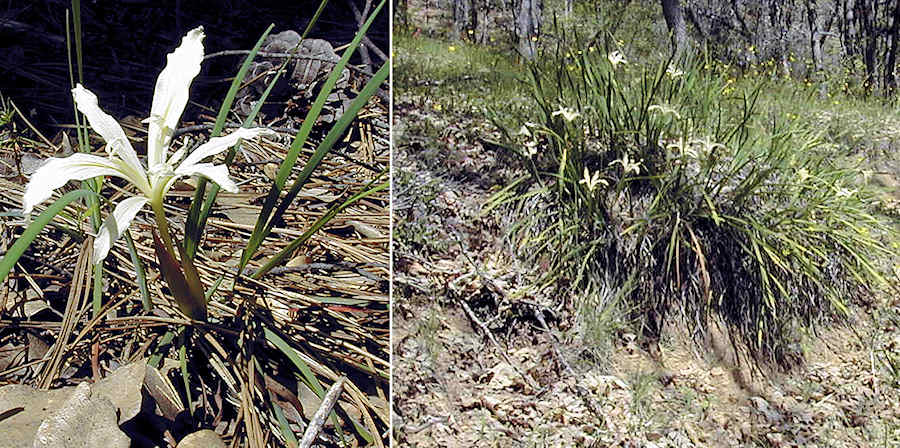 Shasta iris at Castle Crag State Park