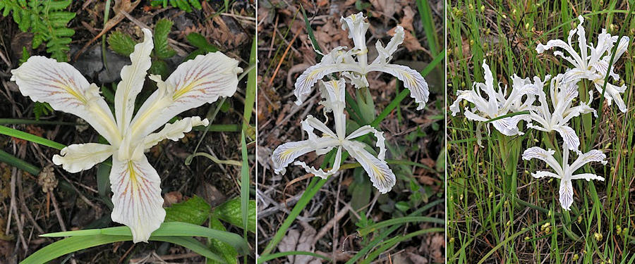 Iris tenuissima along the Trinity River.