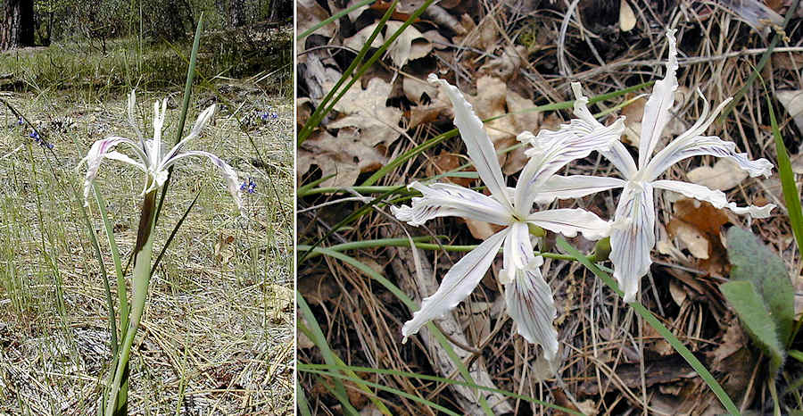 Shasta iris near Junction City