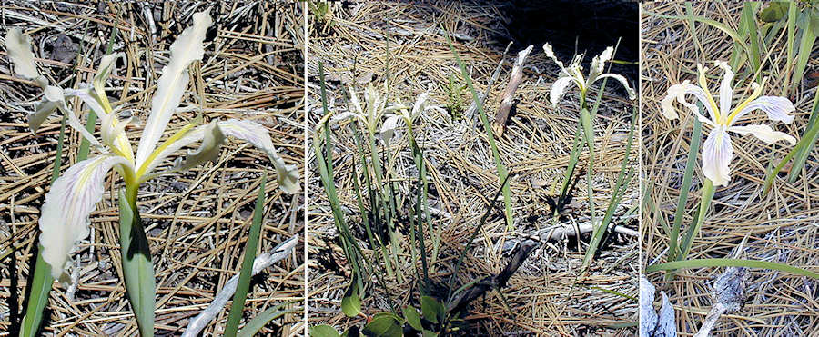 Shasta iris at Manzanita Lake, Lassen