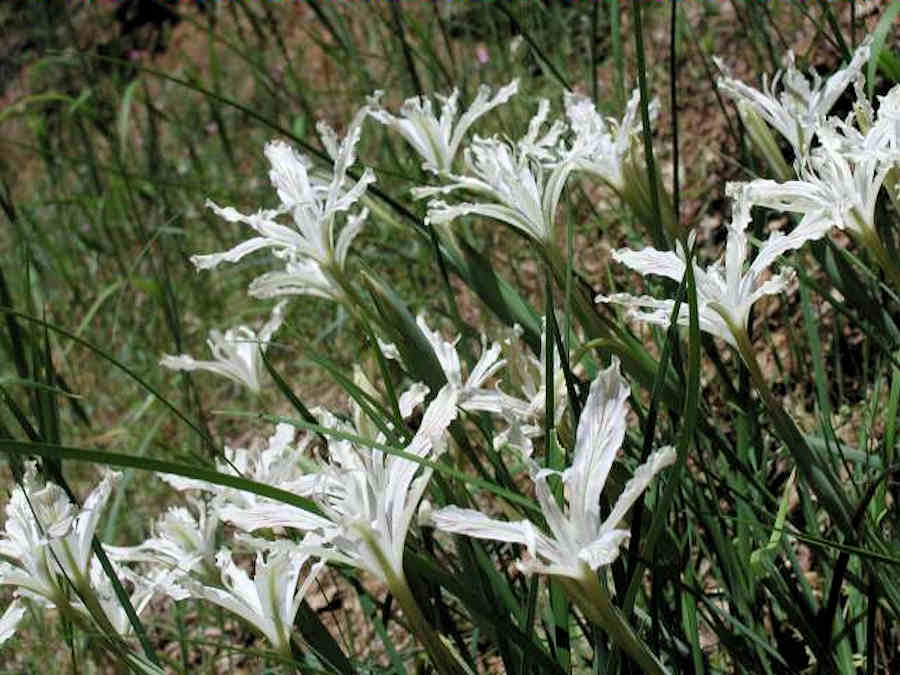 Iris tenuissima along the Salmon River.