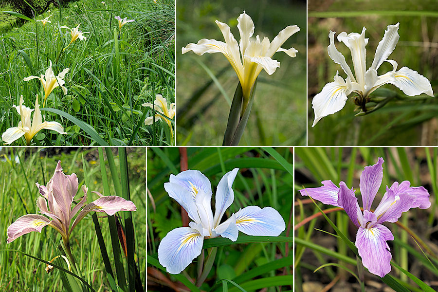 Marin Iris hybrids in Marin County, CA